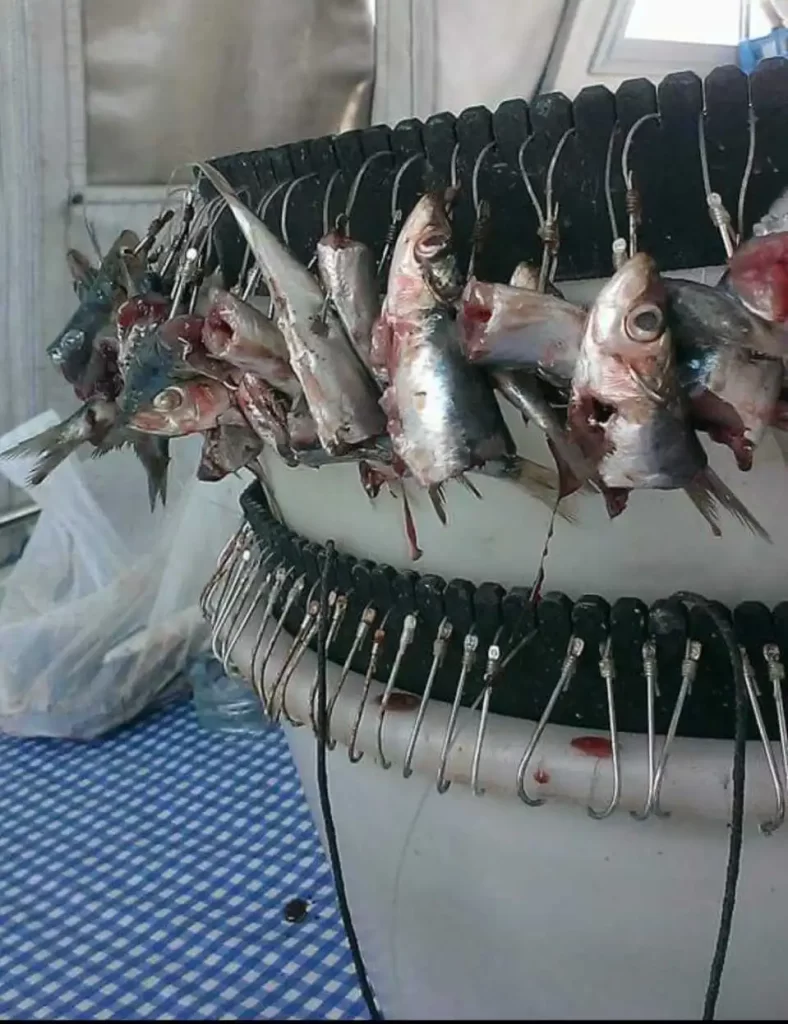 Parangal pripremljen za ribolov s udicama na koje su nadivene polovice srdela kao mamac (ješka). Detaljni prikaz postavljanja mamaca za učinkovit ribolov.