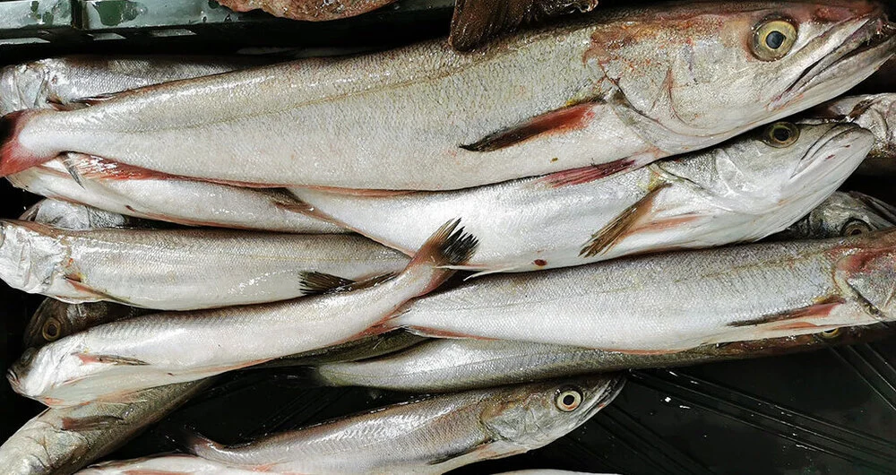 veliki mol ulovljen parangalom na Jadranu