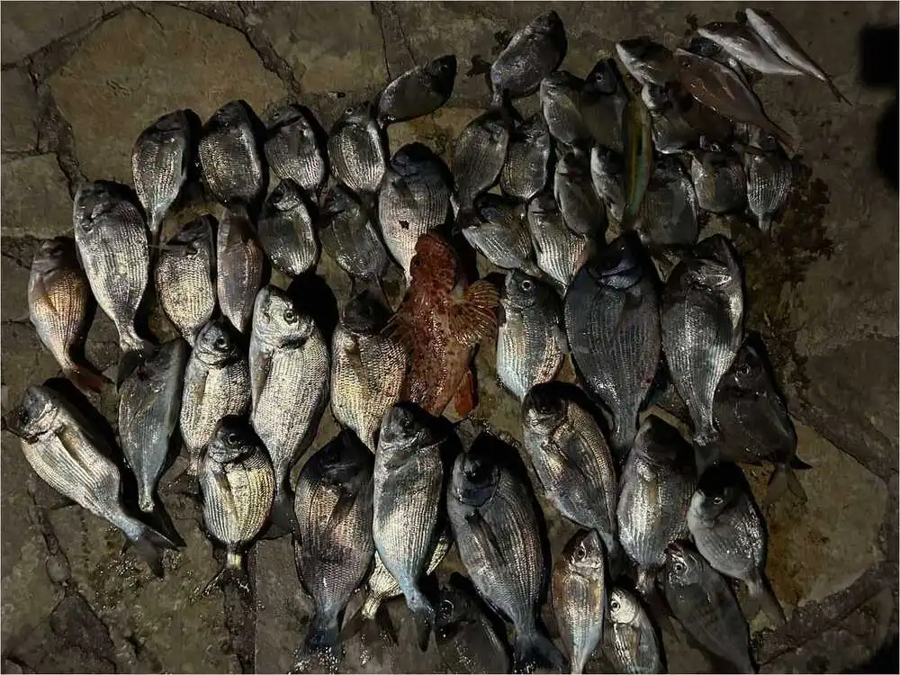 Riba ulovljena sa stajaći parangal tijekom ribolova na Jadranu